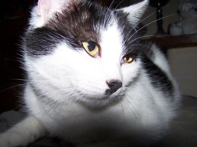 Œuvre de graphia: elle s'appelle la vache