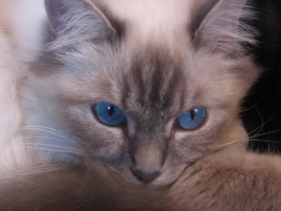 Résultat de recherche: Chat