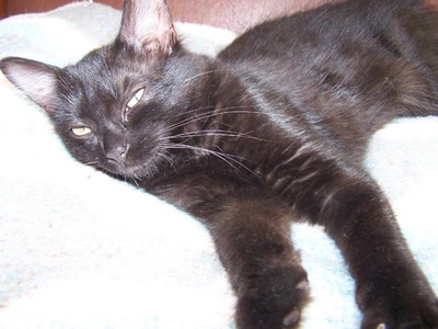 Œuvre de graphia: elle s'appelle mimoune