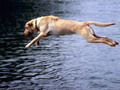 Résultat de recherche: Chien