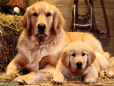 Résultat de recherche: Chien