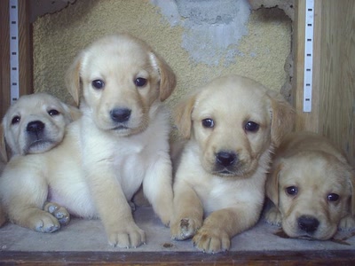 Résultat de recherche: Chien