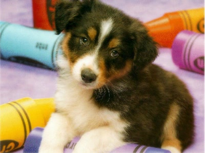 Résultat de recherche: Chien