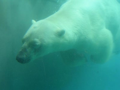 Résultat de recherche: Ours Blanc