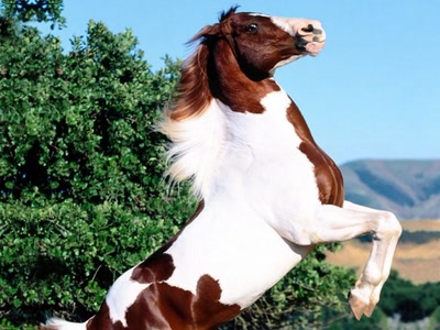 Résultat de recherche: Cheval