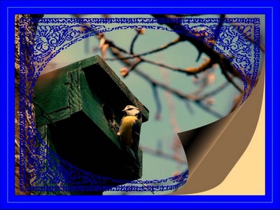 Résultat de recherche: mésange bleu