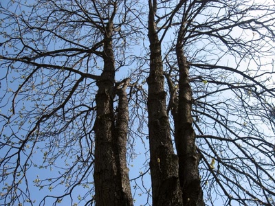 Résultat de recherche: Arbre 5