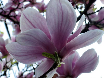 Résultat de recherche: Magnolia 5