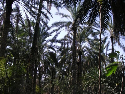 Œuvre de rosa: Oasis