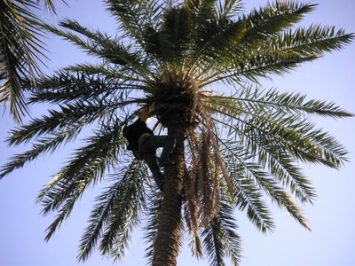 Œuvre de rosa: Sud Tunisien