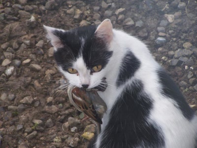 Œuvre de graphia: quelquefois l'instinct revient