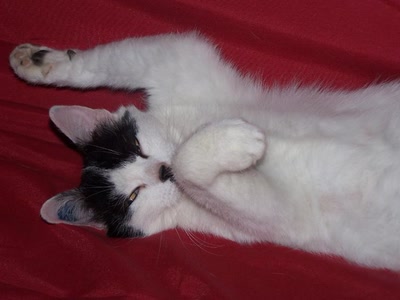 Œuvre de graphia: waoh ! la sieste