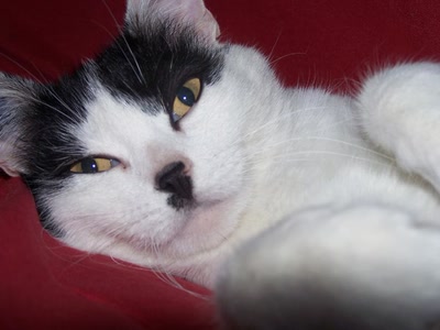 Œuvre de graphia: pourquoi se fatiguer ??