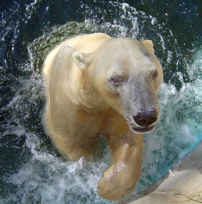 Résultat de recherche: Evasion