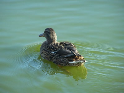 Œuvre de graphia: canard
