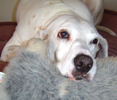 Œuvre de Gaetup: Frénésie