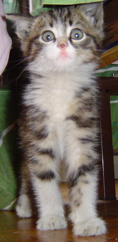 Œuvre de Gaetup: Qu'est-ce t'as toi !!!