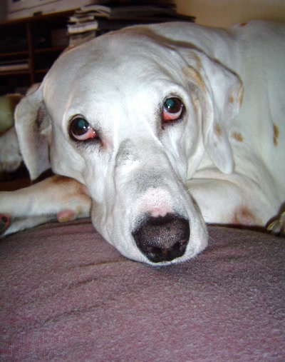 Œuvre de Gaetup: Je sais oui