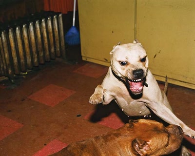 Résultat de recherche: Pitbull