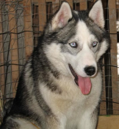 Résultat de recherche: huskie sibérien