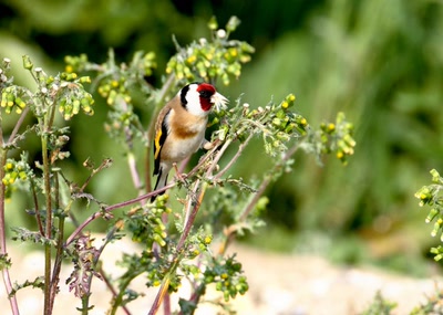 Résultat de recherche: chardonneret elegant