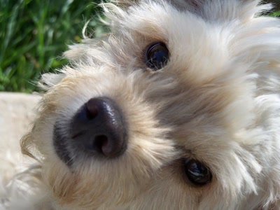 Résultat de recherche: Speech