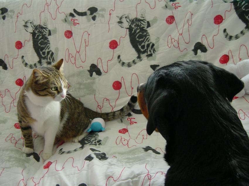 désolé! ceci est un "cat"napé