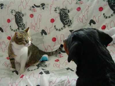 Résultat de recherche: désolé! ceci est un "cat"napé