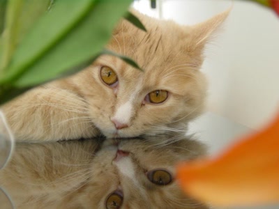 Œuvre de reivax58: miroir oh! mon beau miroir