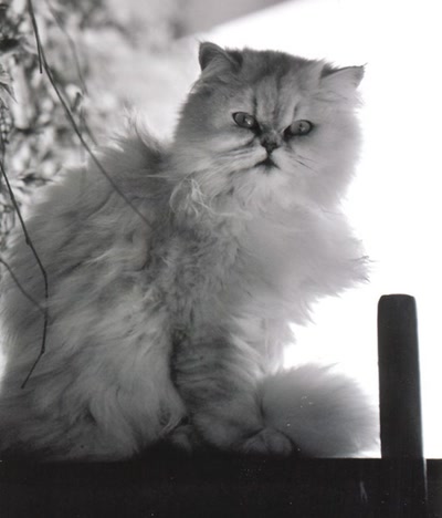 Œuvre de nellou: plume