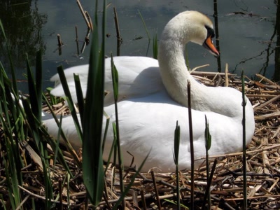 Résultat de recherche: Cygne 2