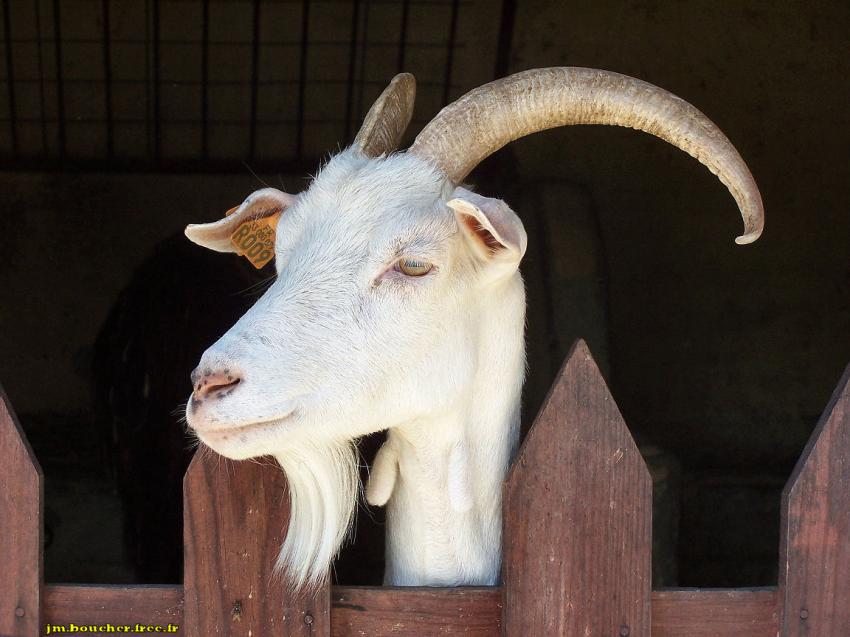 La chèvre