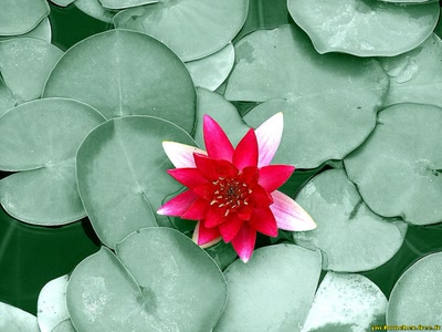 Œuvre de jmboucher: Le nénuphar