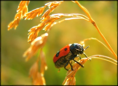 Œuvre de liliruru: Clytre du saule