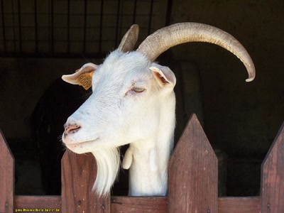 Œuvre de jmboucher: La chèvre