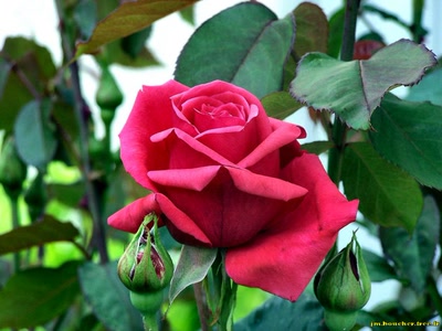 Œuvre de jmboucher: Rose et bouton