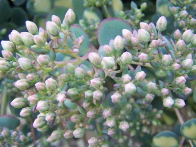 Œuvre de graphia: fleurs