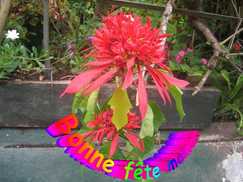Bonne Fête Maman