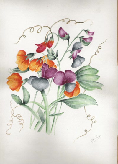 Résultat de recherche: pois de senteur