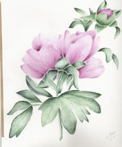 Résultat de recherche: pivoine