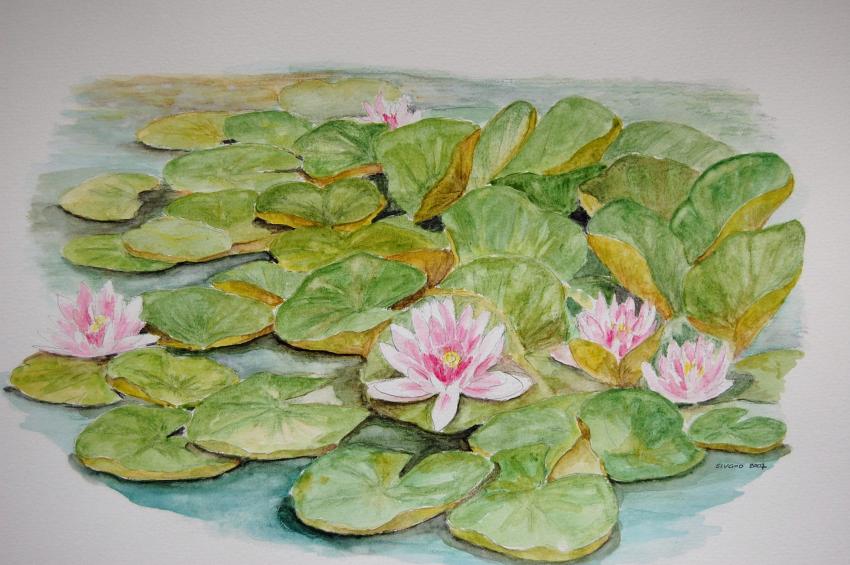 nénuphars en vendée