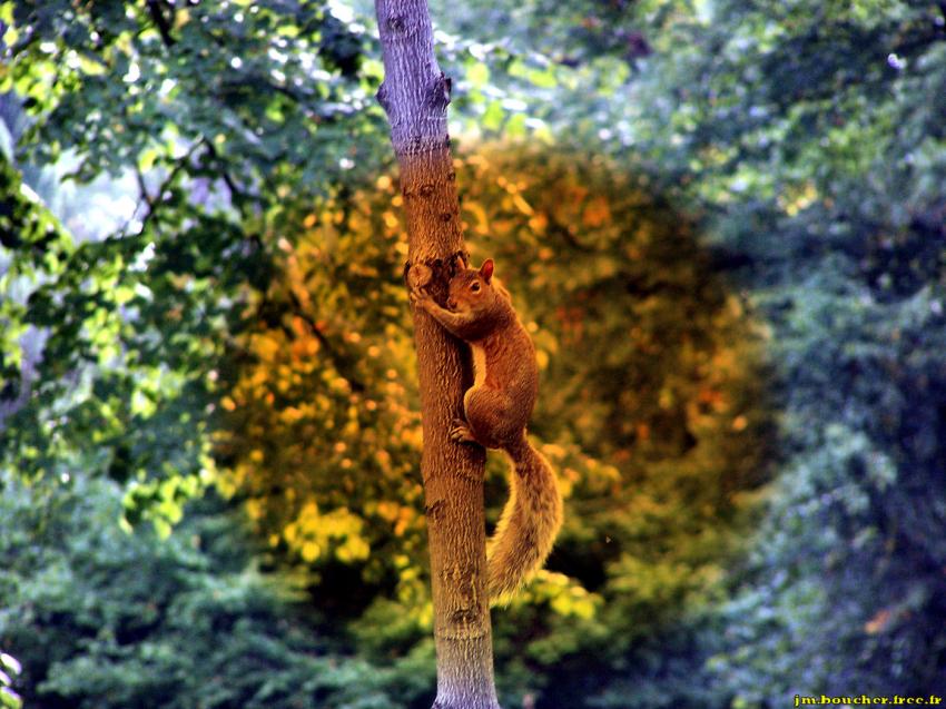 L'écureuil anglais