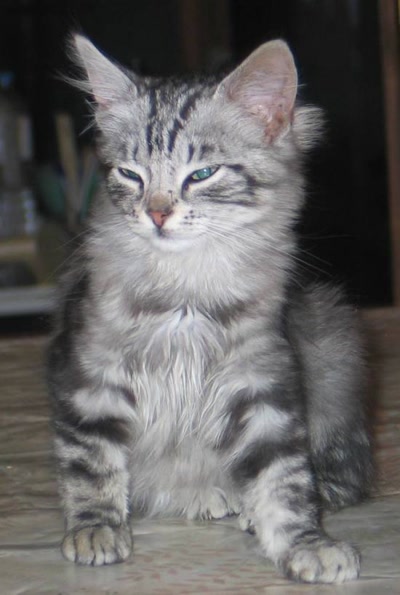 Œuvre de graphia: un des petits chatons qu'on a eus