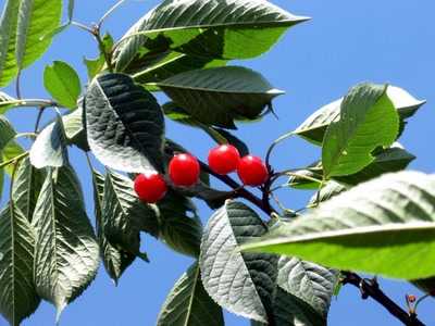 Résultat de recherche: Cerise