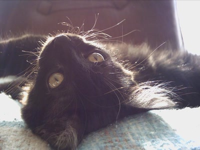 Œuvre de graphia: Mimoune fait la sieste