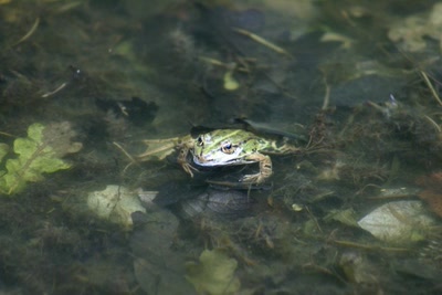 Résultat de recherche: Un tite granouille