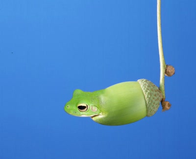 Résultat de recherche: Glanouille