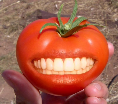 Résultat de recherche: Tomouche