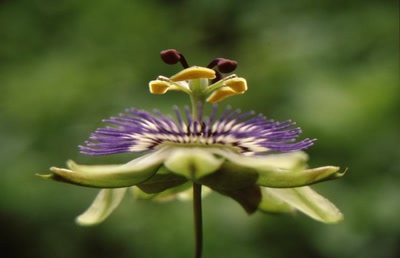 Résultat de recherche: passiflore