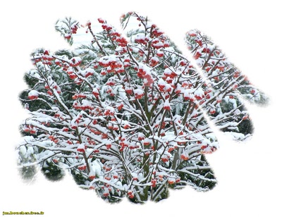 Œuvre de jmboucher: Baies rouges en hivers